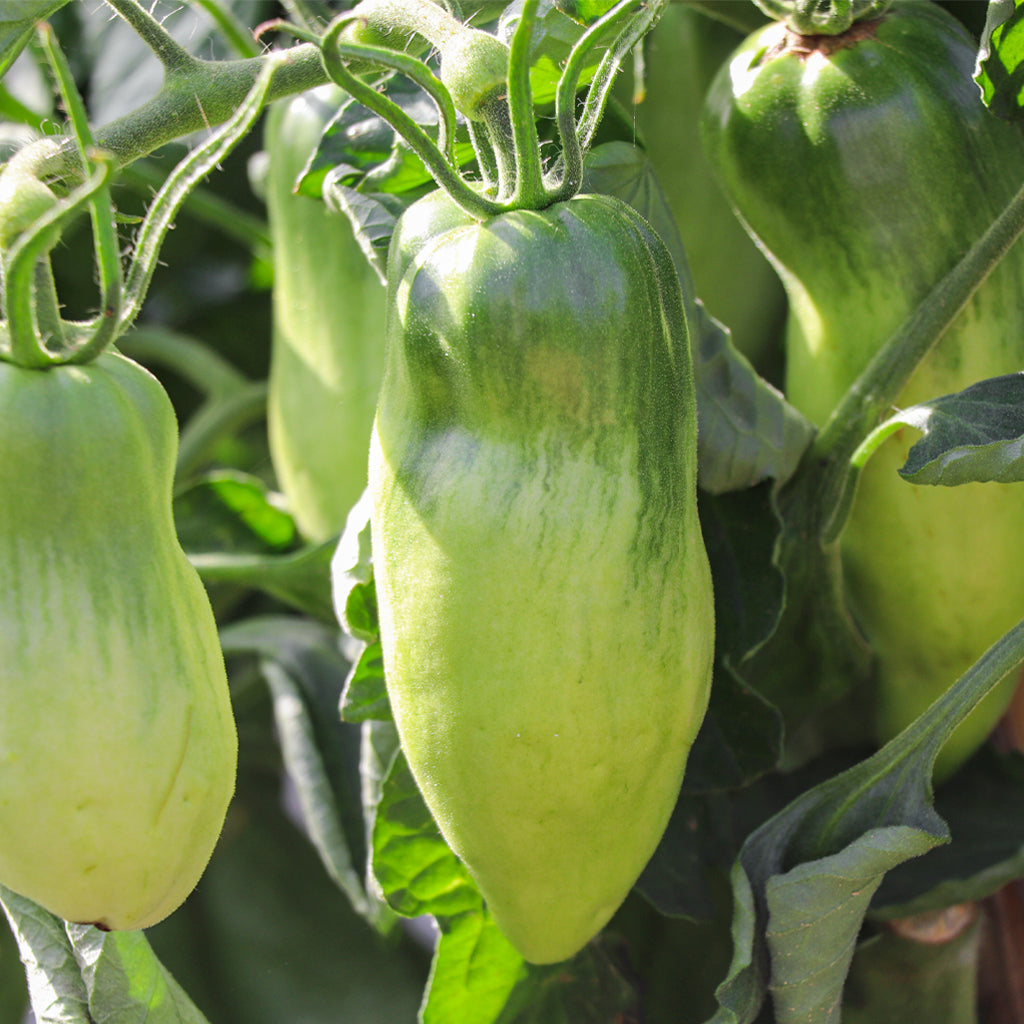 Plantón Tomate Bitxo - Plantabo