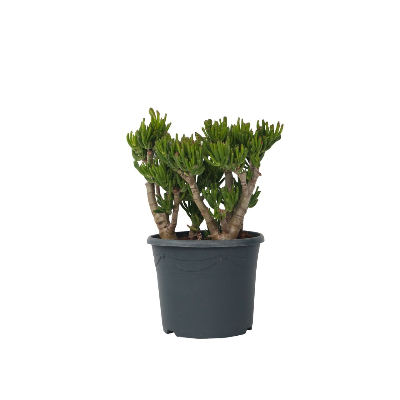 Árbol De Jade - Crassula Ovata 'hobbit' - Altura 55-60cm - ⌀30cm