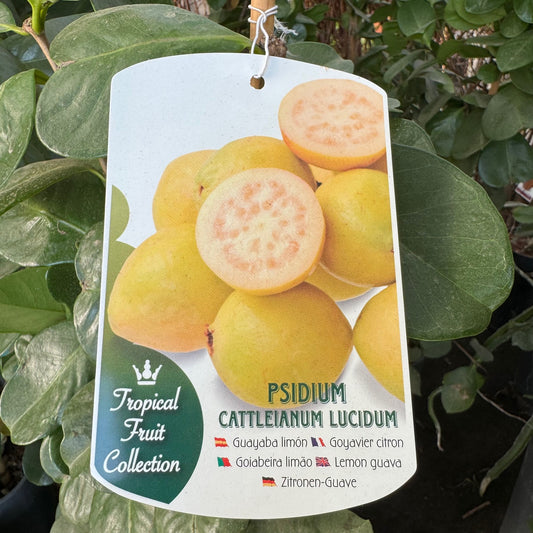 Guayaba Limón - Árbol Frutal Tropical - Maceta Tubo - Altura Total Aprox. 1m.