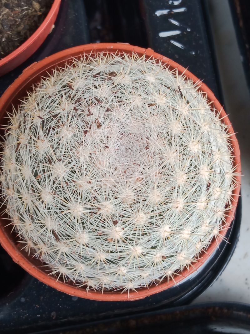 Mammillaria Lenta Cactus Ø5 Cm Planta De Sol