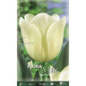 Bulbos Tulipán blanco 7 uds