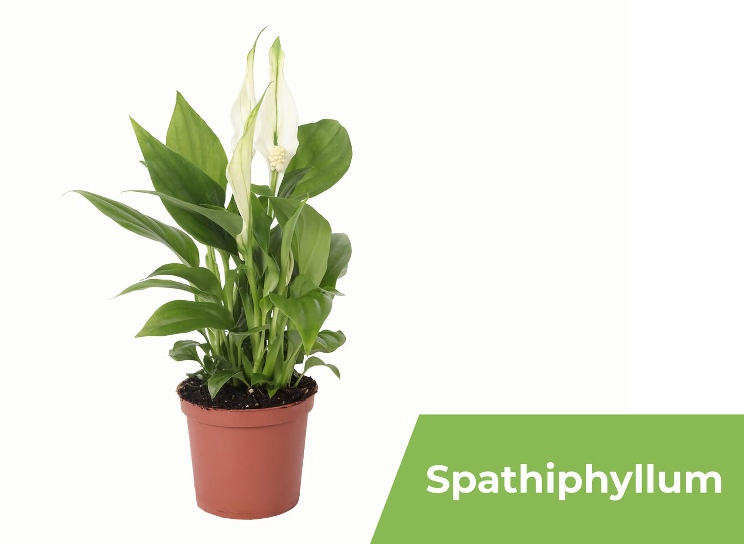 Pack 10 Plantas De Interior M9_4