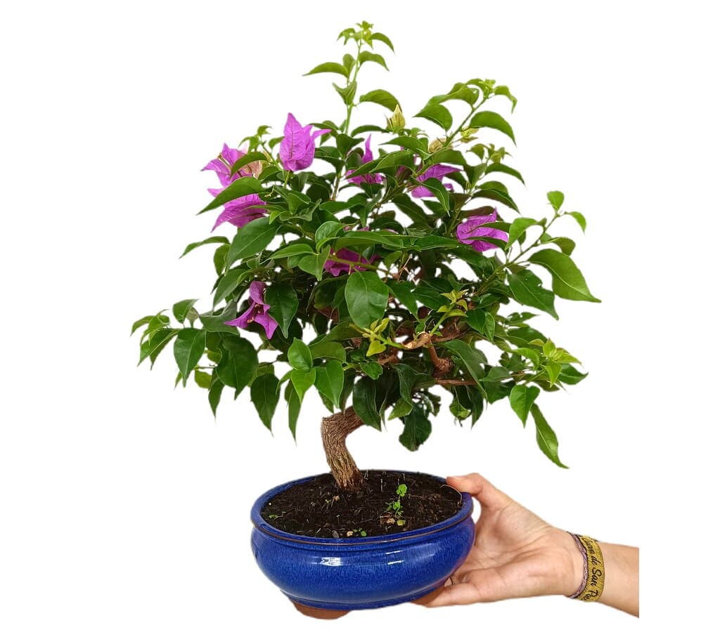 Bonsái Bouganvillea 14 Años