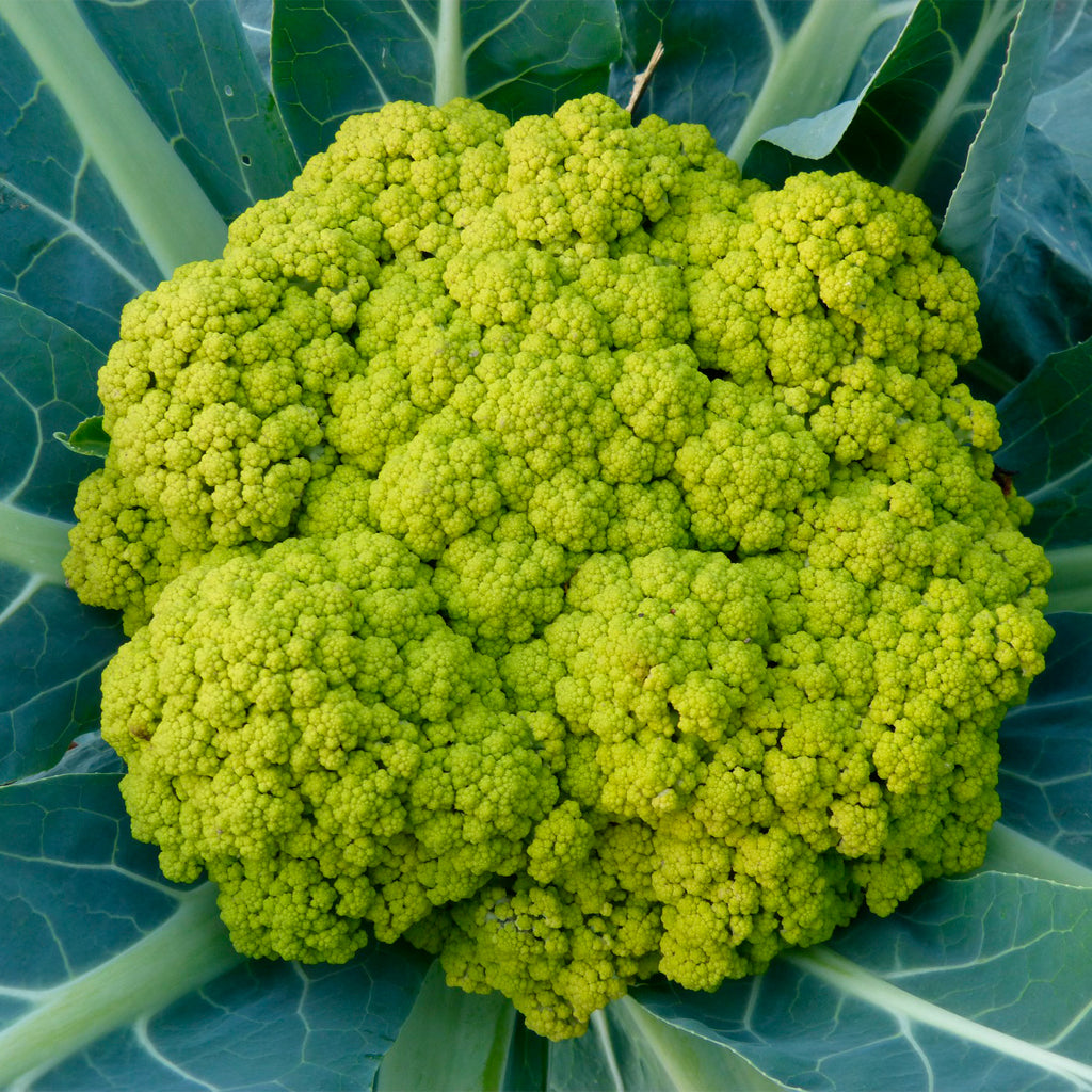 Plantón Coliflor Verde - PlantaBo_1