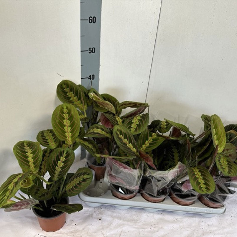 Maranta Fascinator Planta De Interior Ø12