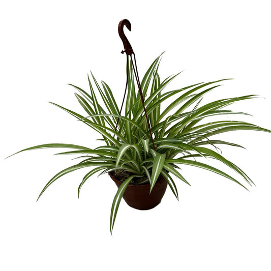 Falangio O Cinta Planta De Interior Y Exterior (rhoeo Spp.)