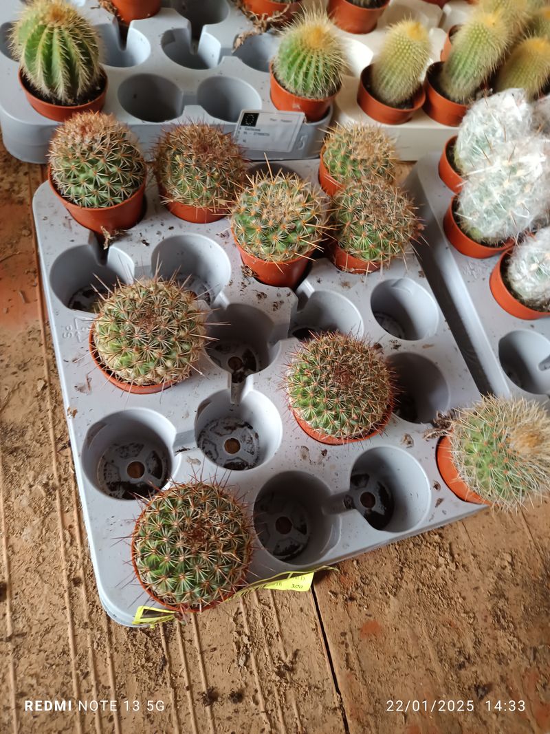 Planta Cactus Mammillaria Guinsa Maru Ø5 Cm_0
