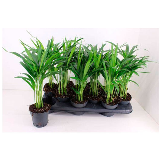 Palmera De Interior Areca Dypsis Ø10 - 1 Und