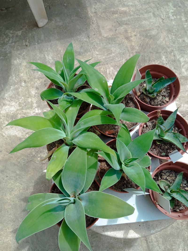 Agave Attenuata Cuello De Ciste Planta Ø8_0