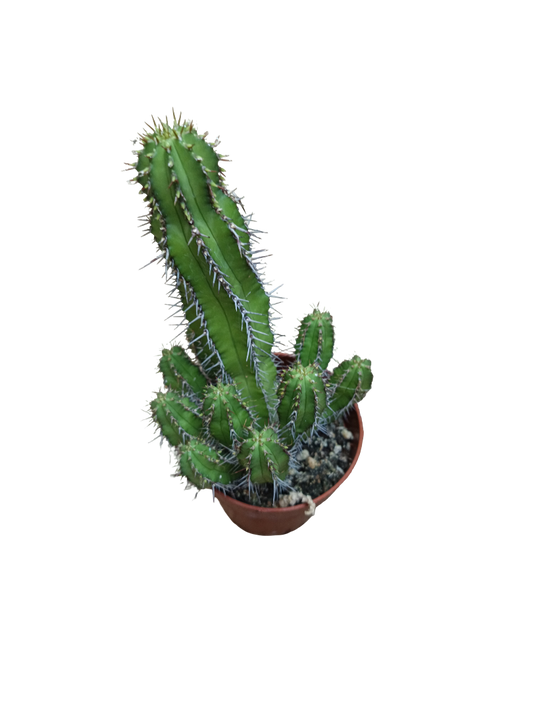 Euphorbia Echinopsis Planta Suculenta Ø8