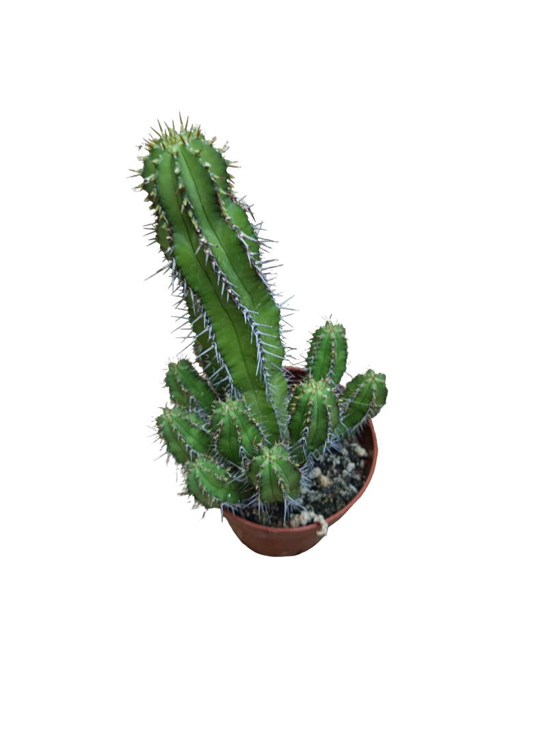 Euphorbia Echinopsis Planta Suculenta Ø8_0