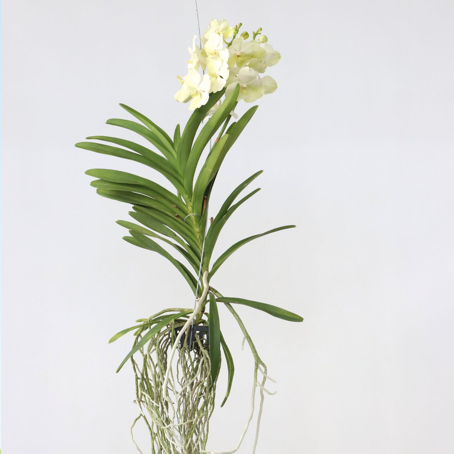 Orquídea Vanda - Vanda 'tayanee White' - Altura 45-55cm