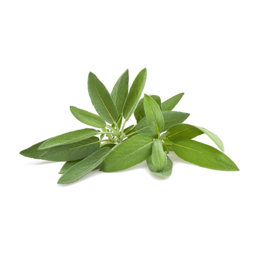 Plantón de Salvia 6 uds. Gama Tradicional