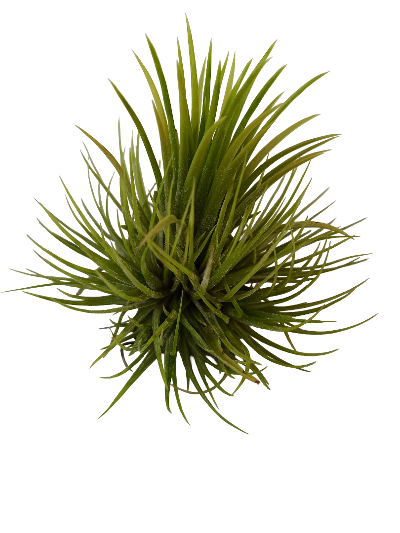 Tillandsia Green Snow Planta Natural Clavel Del Aire_0