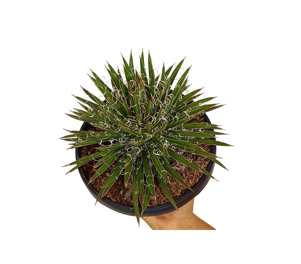 Agave Filifera T20_0