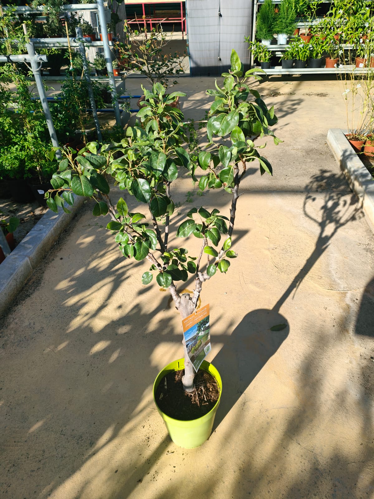 Peral Enano Maceta_1