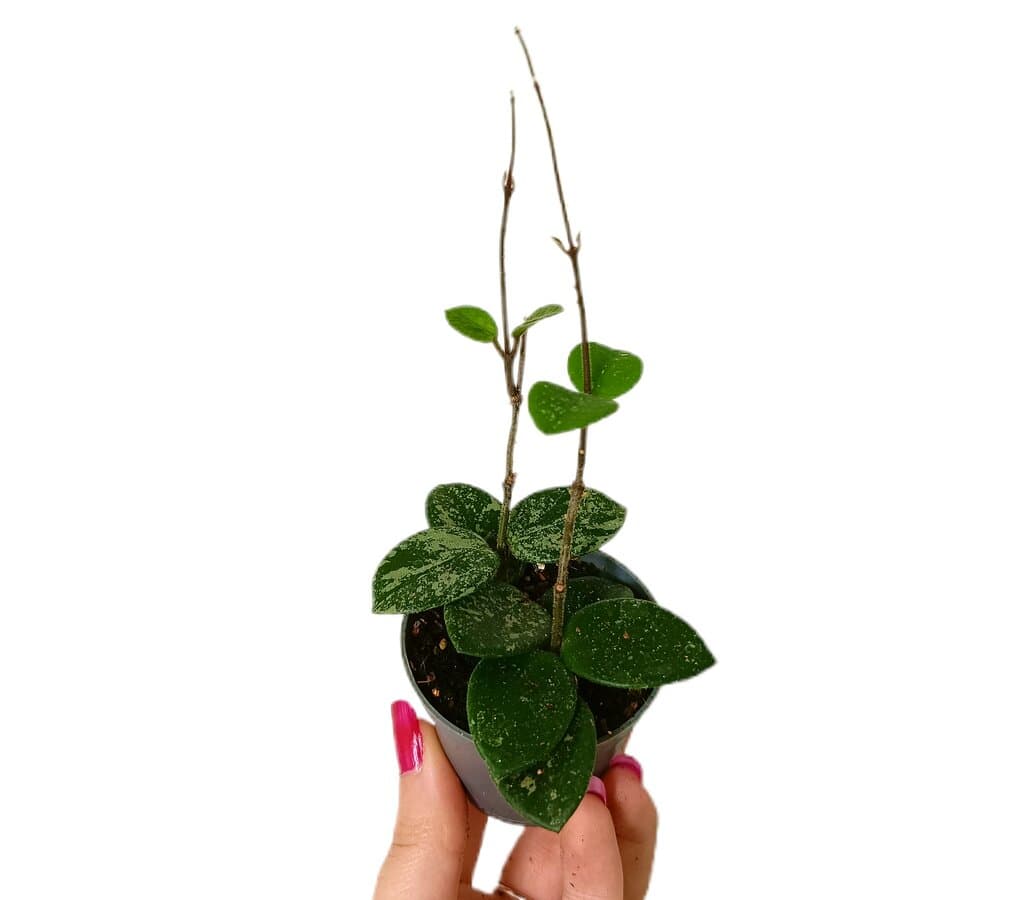 Hoya Mathilde Splash M6