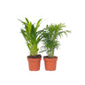 Mini Palmeras De Interior - 2 Pzs - Dypsis Chamaedorea - Altura 25-40cm - ⌀12cm