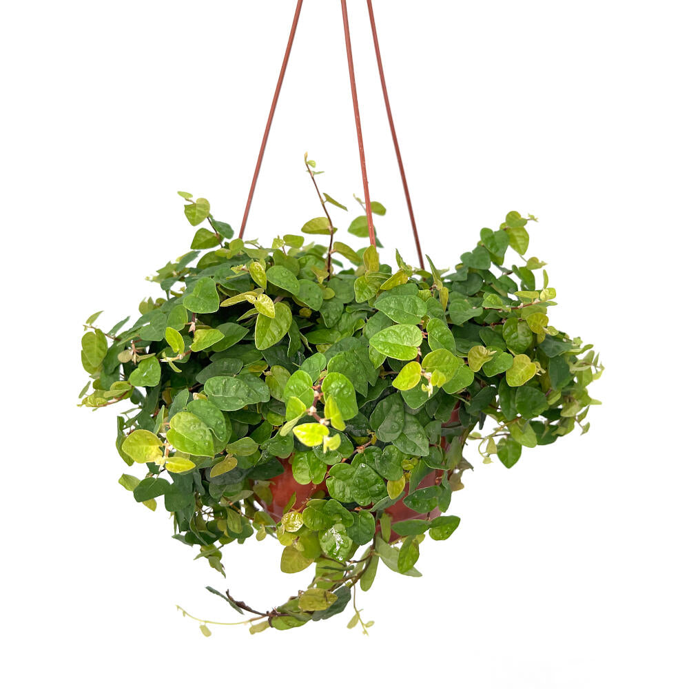 Ficus Repens T18 30cm_1