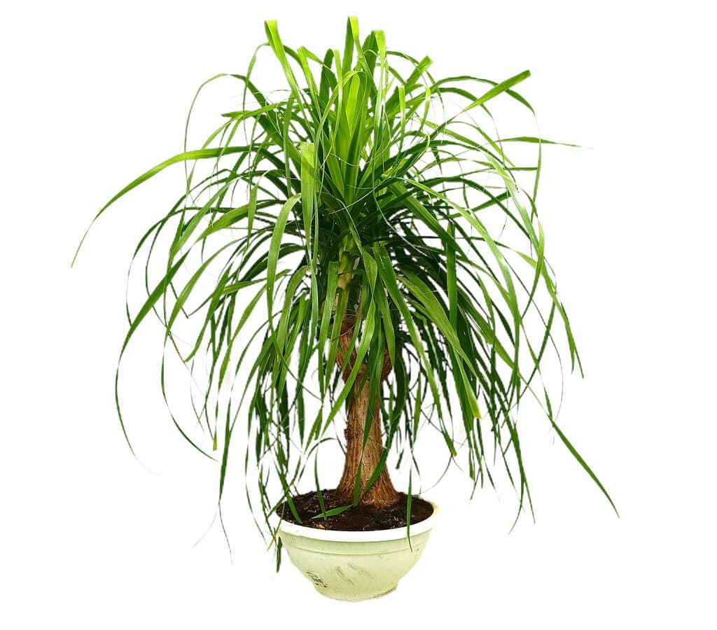 Beaucarnea Branched N18 T30 80-100cm_0