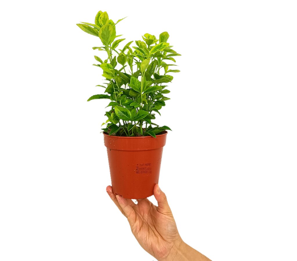 Euonymus Japónica M13_0