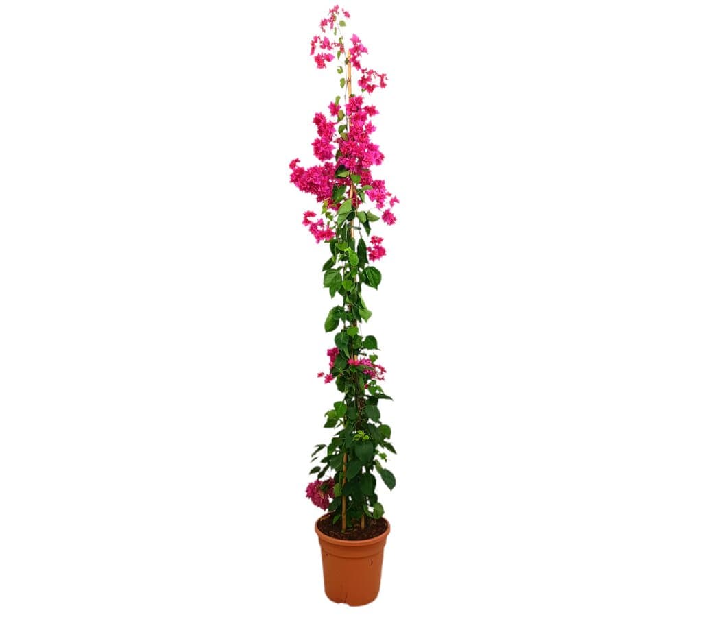 Bouganvillea Columna M27 180-200cm (unidad Color Amarillo)_0