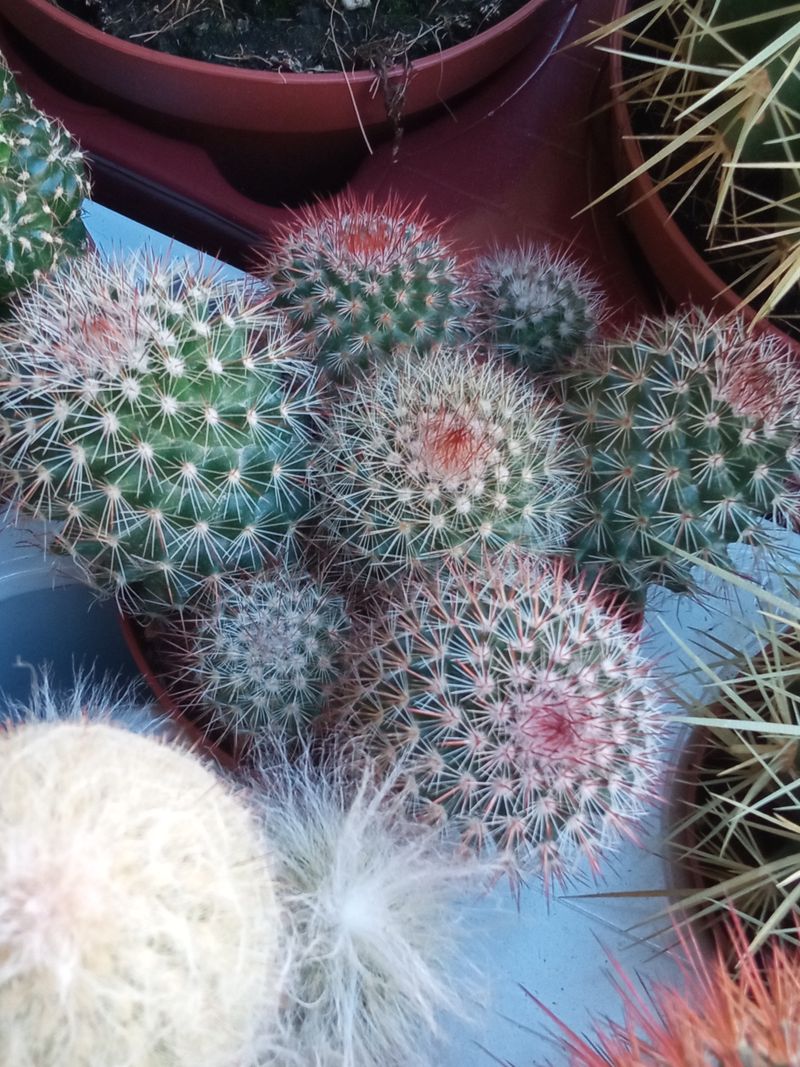 Planta Cactus Mammillaria Bombycina Ø8 Cm