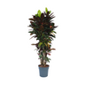 Croton - Codiaeum Variegatum 'mrs. Iceton' - Altura 140-150cm - ⌀31cm