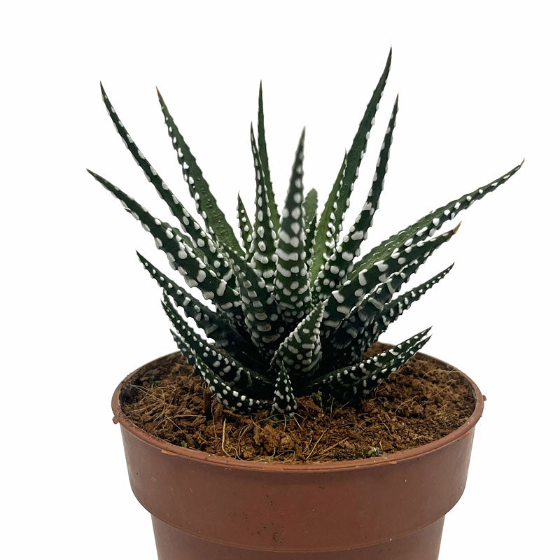 Haworthiopsis Attenuata Cactus Y Suculentas M8,5 Ø