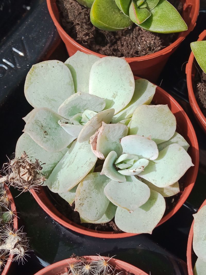 Plantas Suculentas Y Cactus A Elegir Ø5 Cm #ref56_0