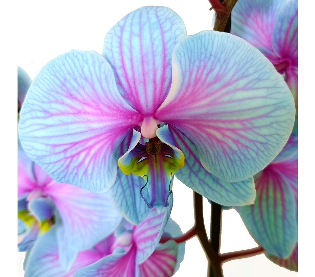 Phalaenopsis Wonder Nature M12 70cm_2