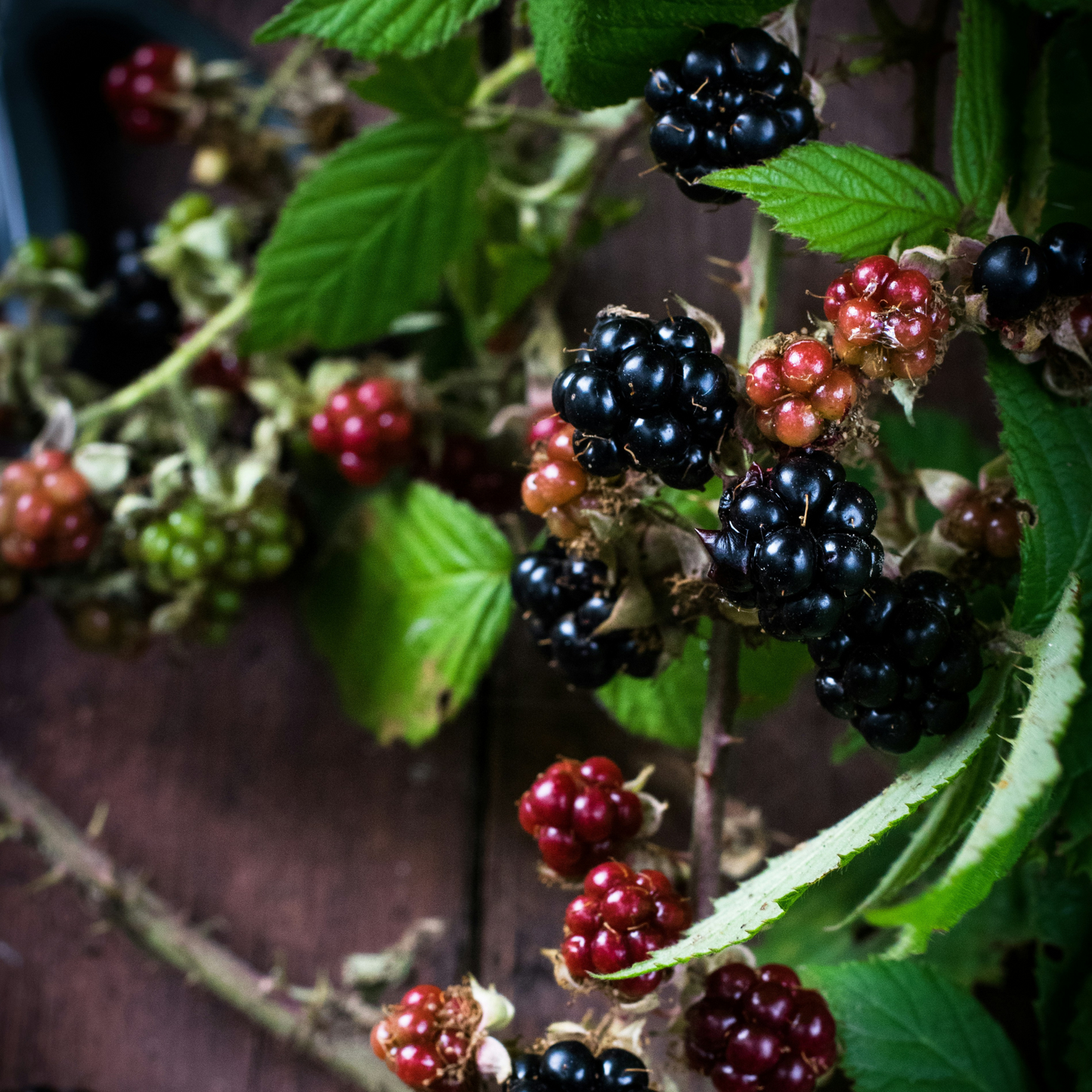 Zarzamora - 3 Piezas - Rubus Thornless - Altura 25-40cm - ⌀9cm