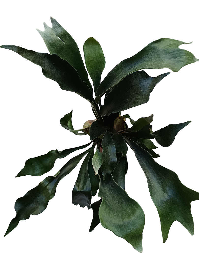 Platycerium Bifurcatum Helecho Raro, Plantas_0