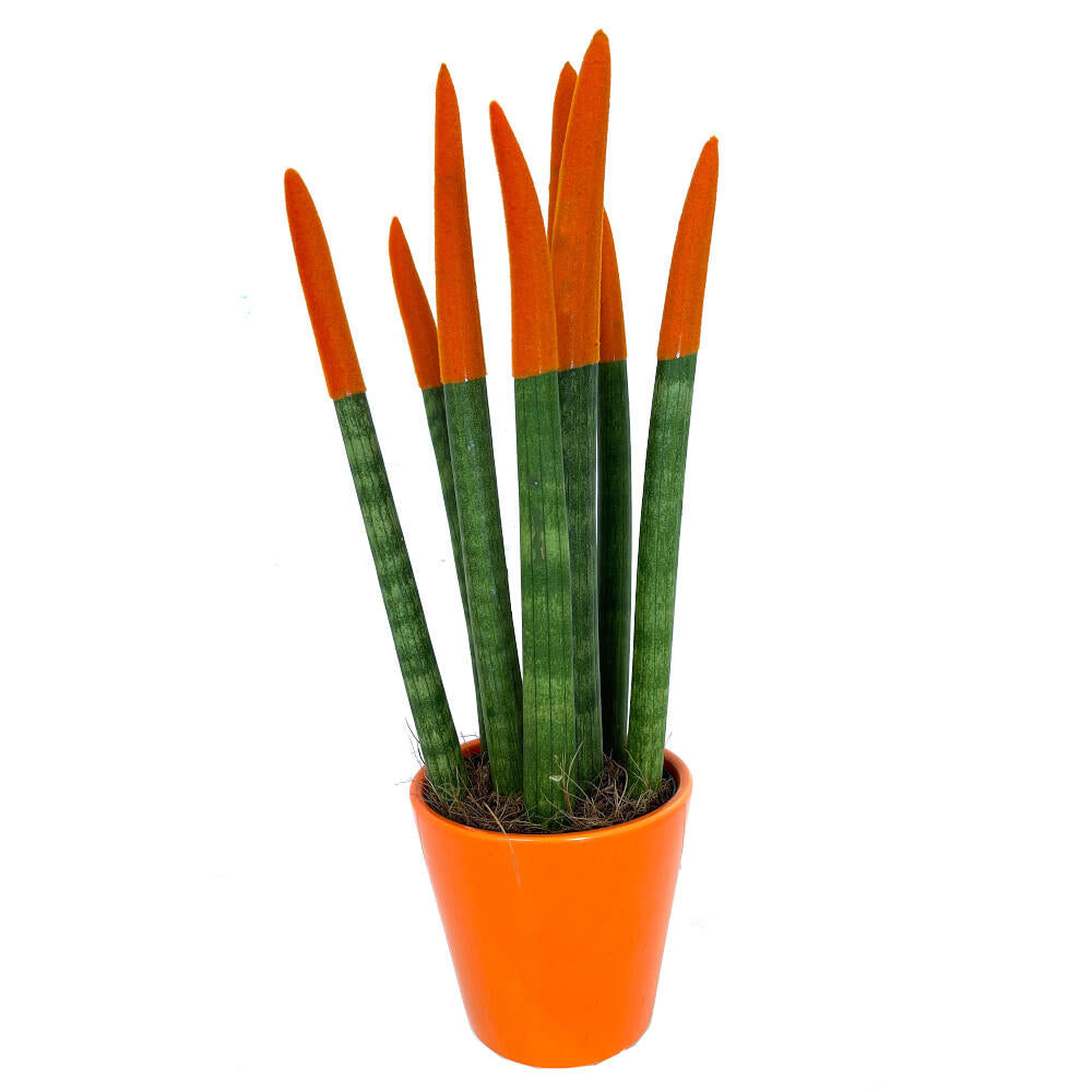 Sansevieria Cilindrica Pintada M8 25cm (lengua De Suegra)