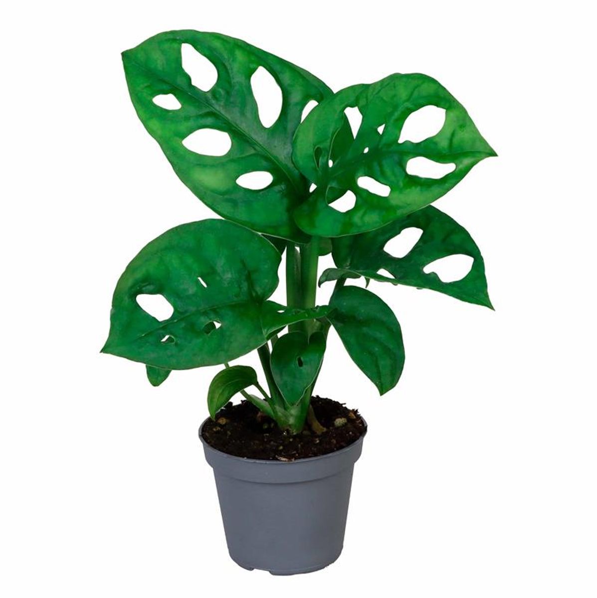 Planta Natural Monstera Adansonii 1 Ud Ø 6 Alt. 10 en Planeta Huerto