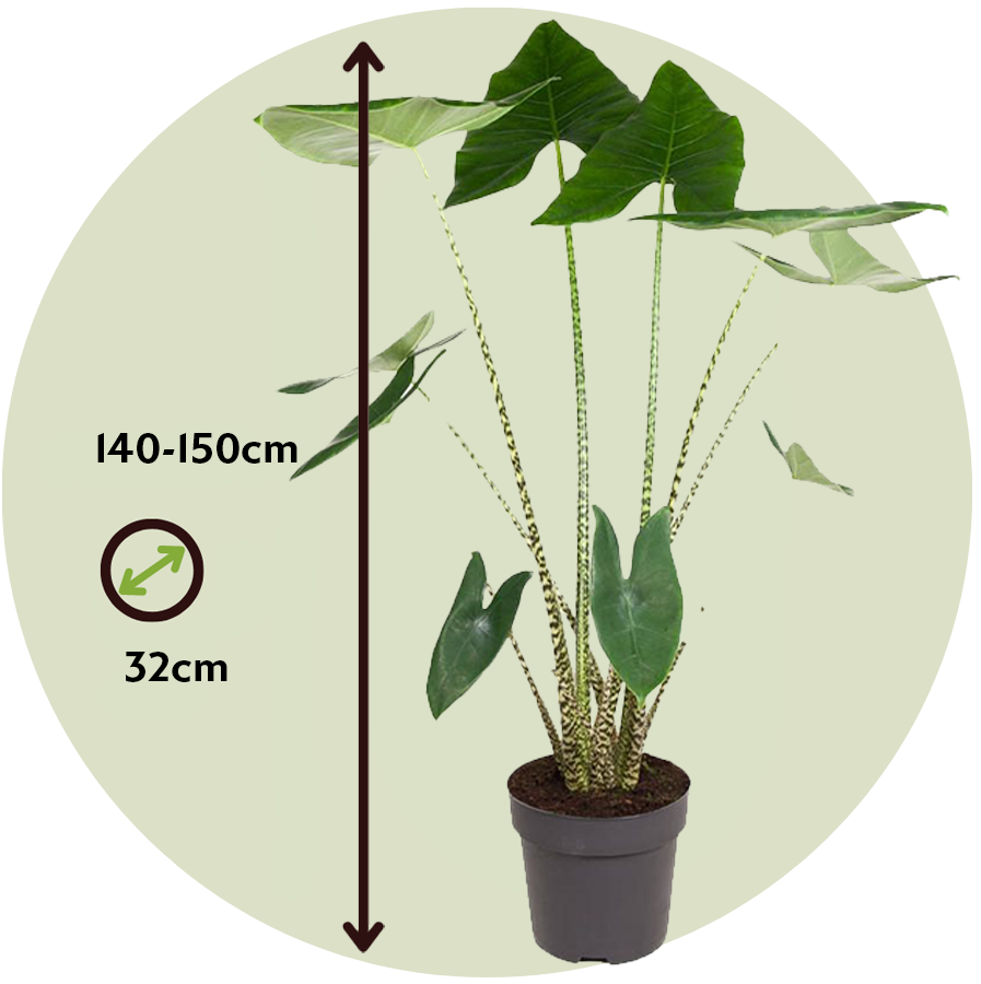 Planta Cebra - Alocasia 'zebrina' - Altura 140-150cm - ⌀32cm