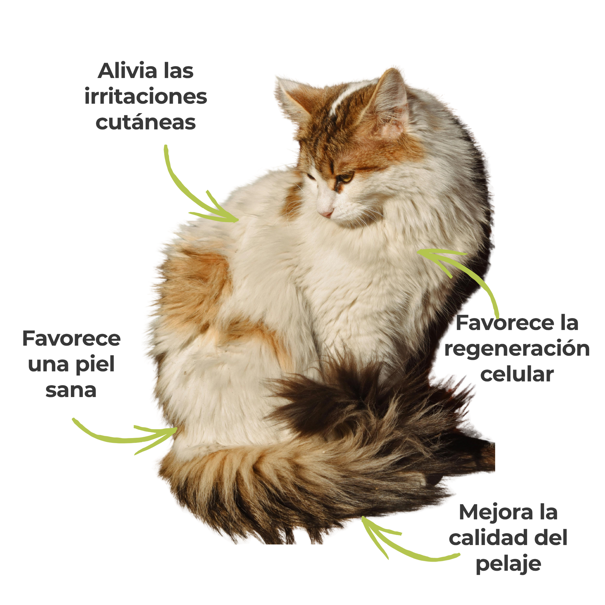 Suplemento natural para perros y gatos – Fórmula Cuidado de la Piel ECO 100 g