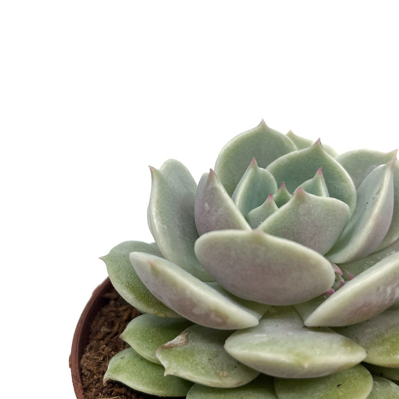 Echeveria Lola Cactus Y Suculentas M8,5 Ø