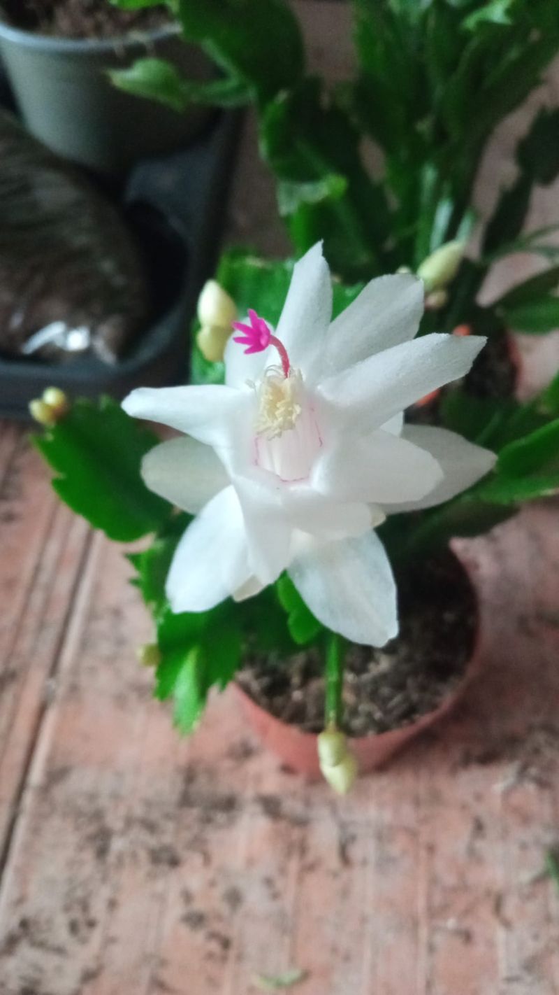 Cactus De Navidad Color Blanco