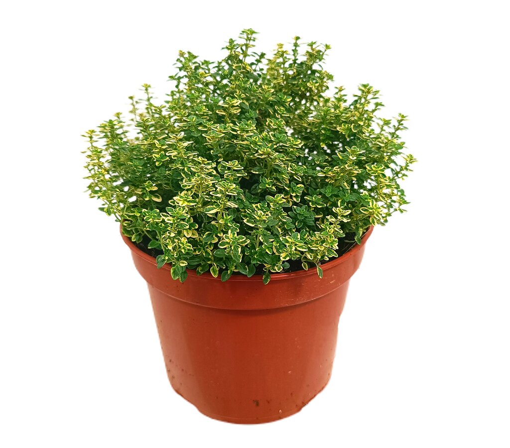 Tomillo Limón M17 25cm (thymus Citrodorus)_0
