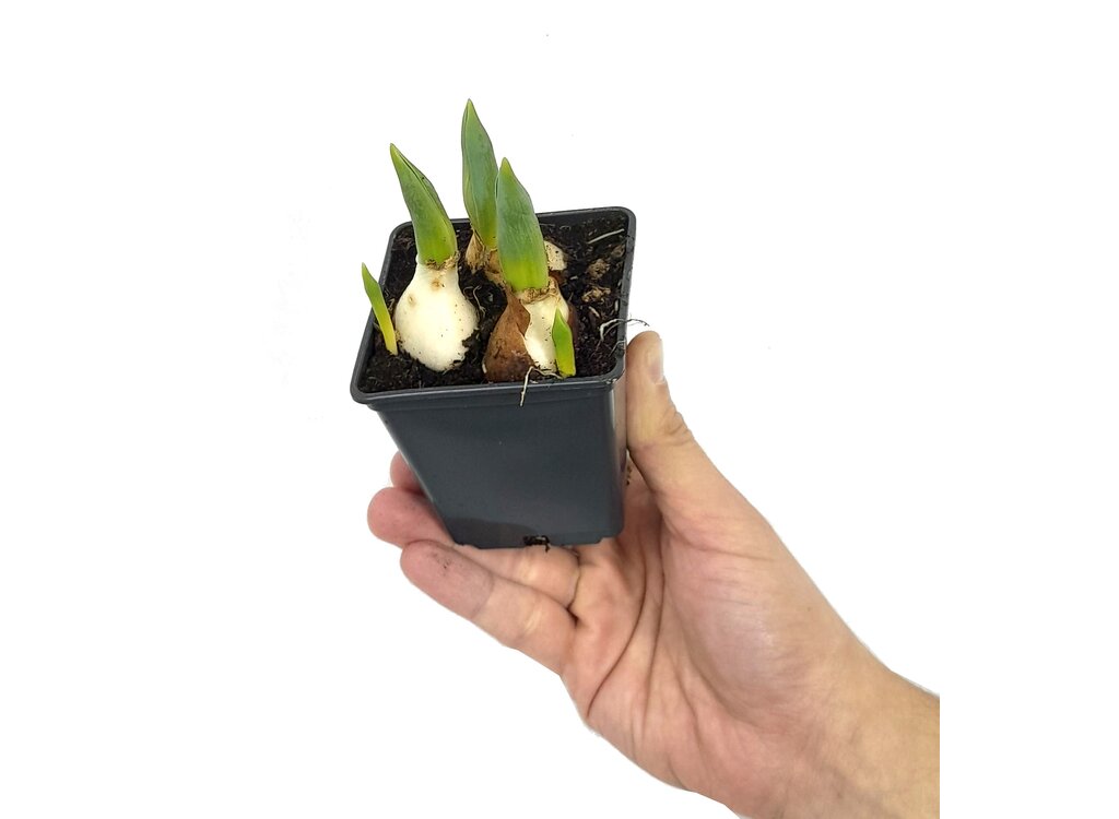 Tulipan M7_0