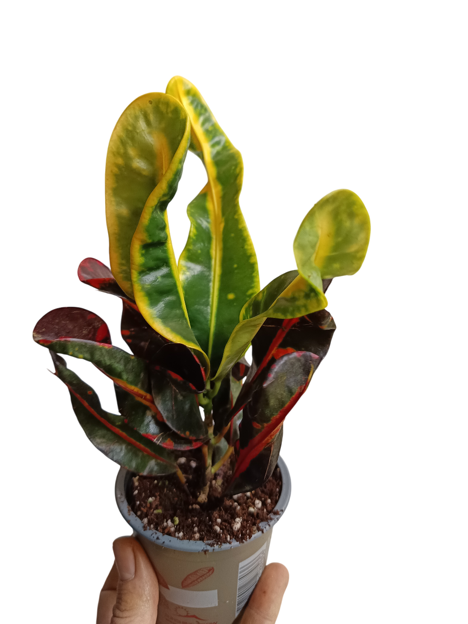 Croton Mammi Ø8 Planta Interior_0