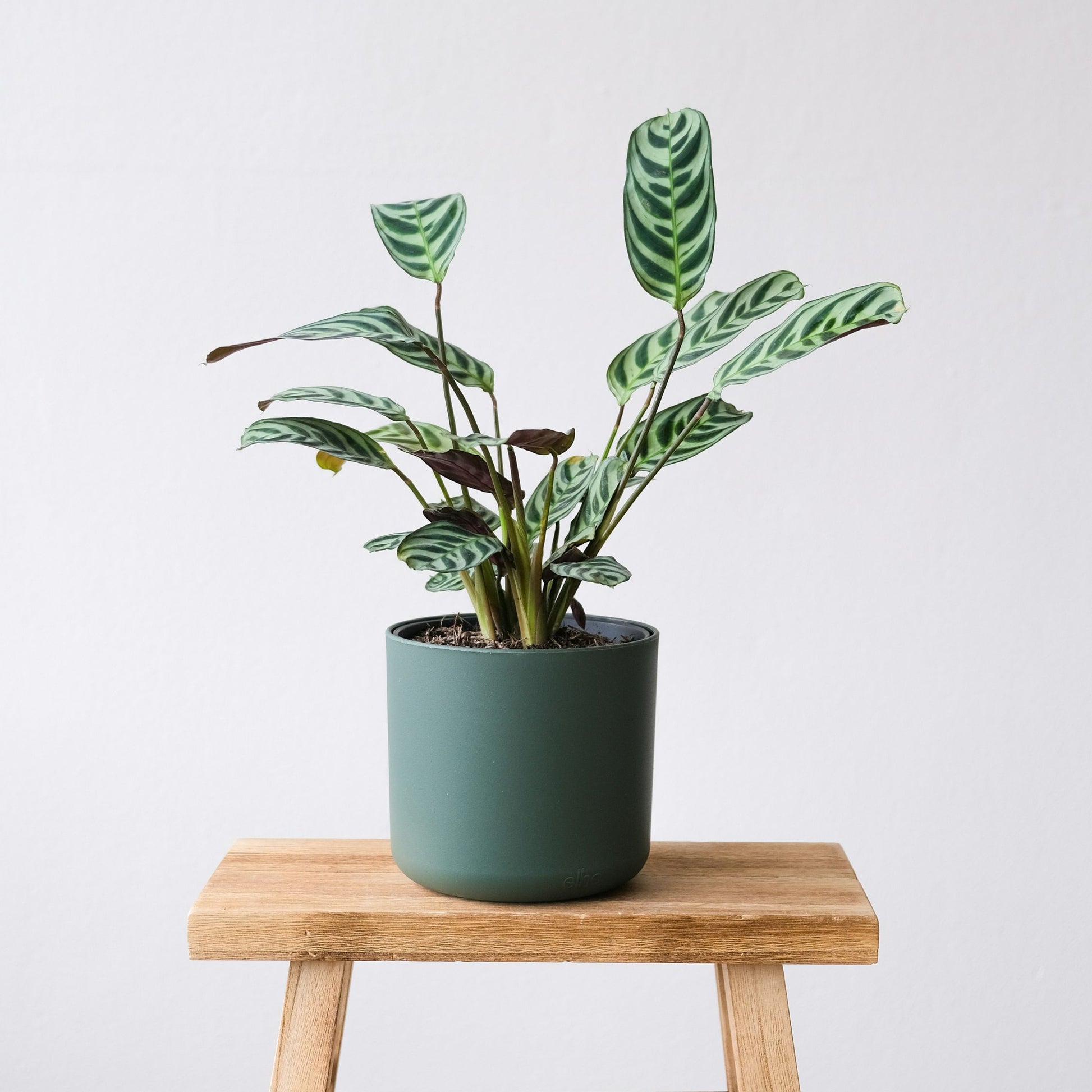 Planta De Oración - 4 Pzs - Ctenanthe 'burle-marxii' - Altura 25-40cm - ⌀12cm