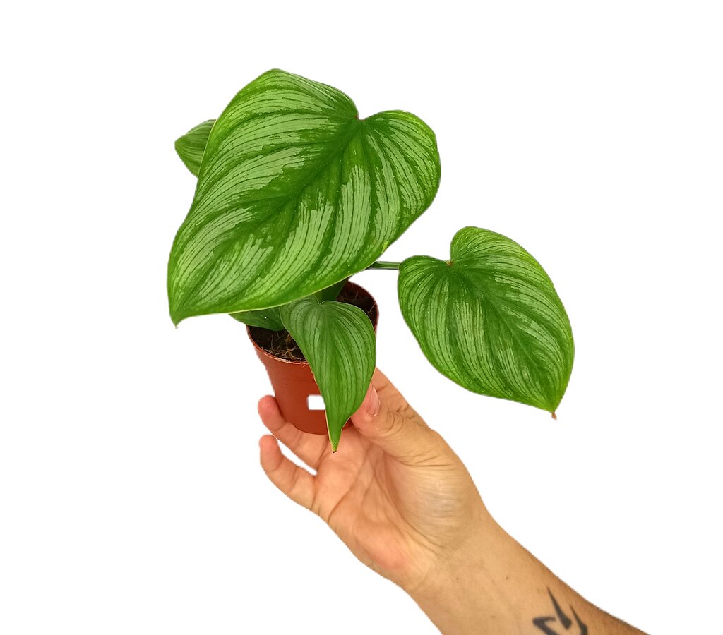 Philodendron Mamai M7_0