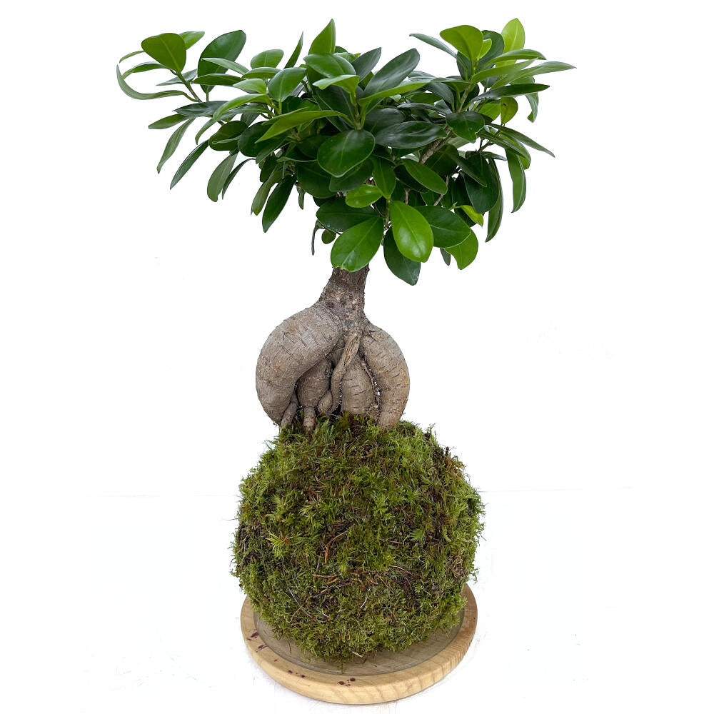 Kokedama Ficus Ginseng 50cm