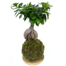 Kokedama Ficus Ginseng 50cm