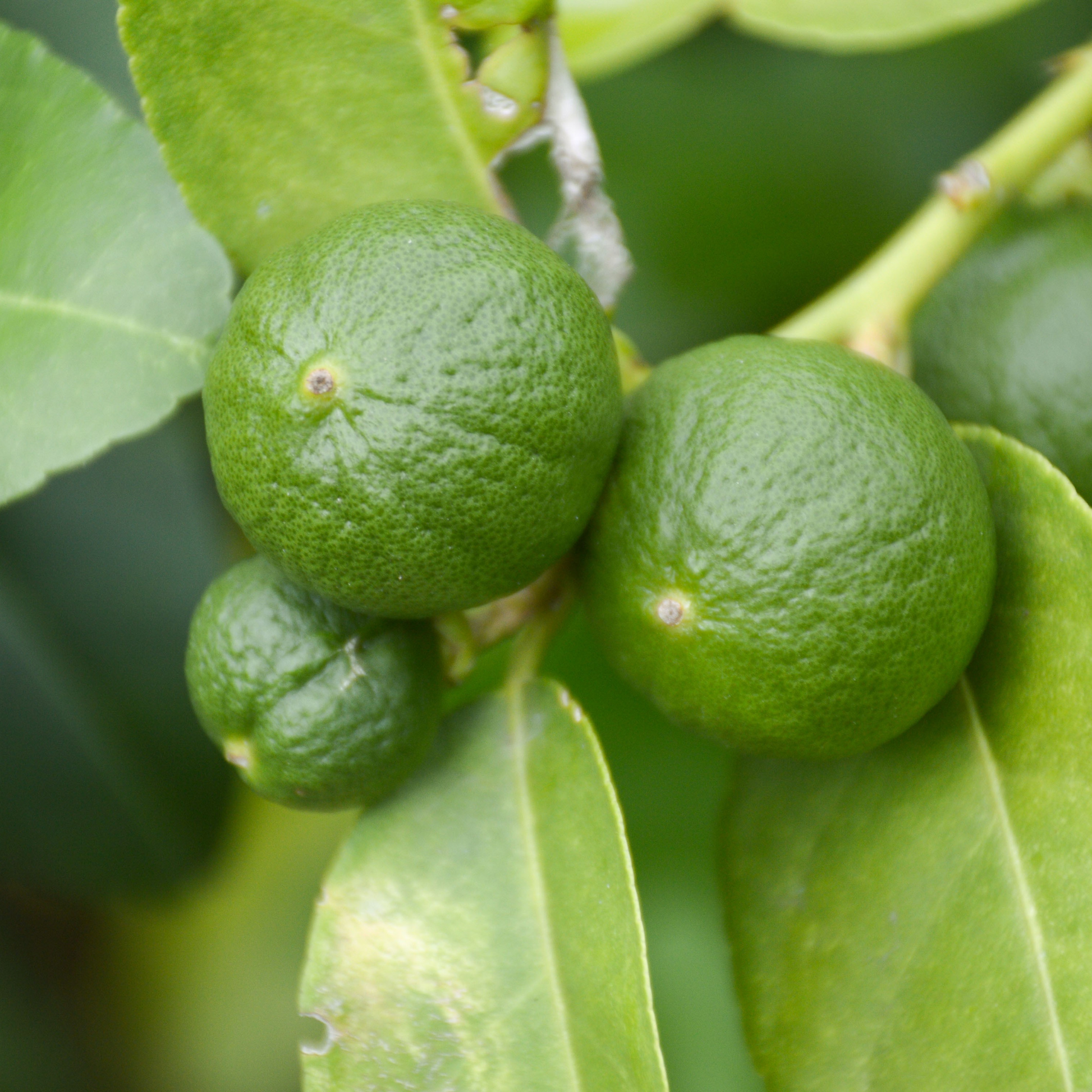 Limonia Aurantifolia - 3 Pzs - Citrus Aurantifolia - Altura 25-40cm - ⌀9cm