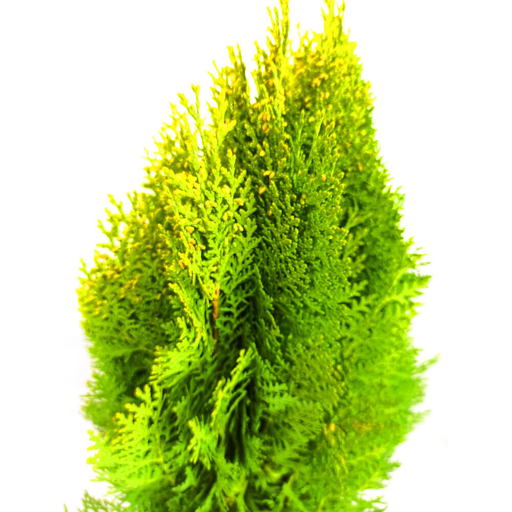 Thuja Aurea Nana M24