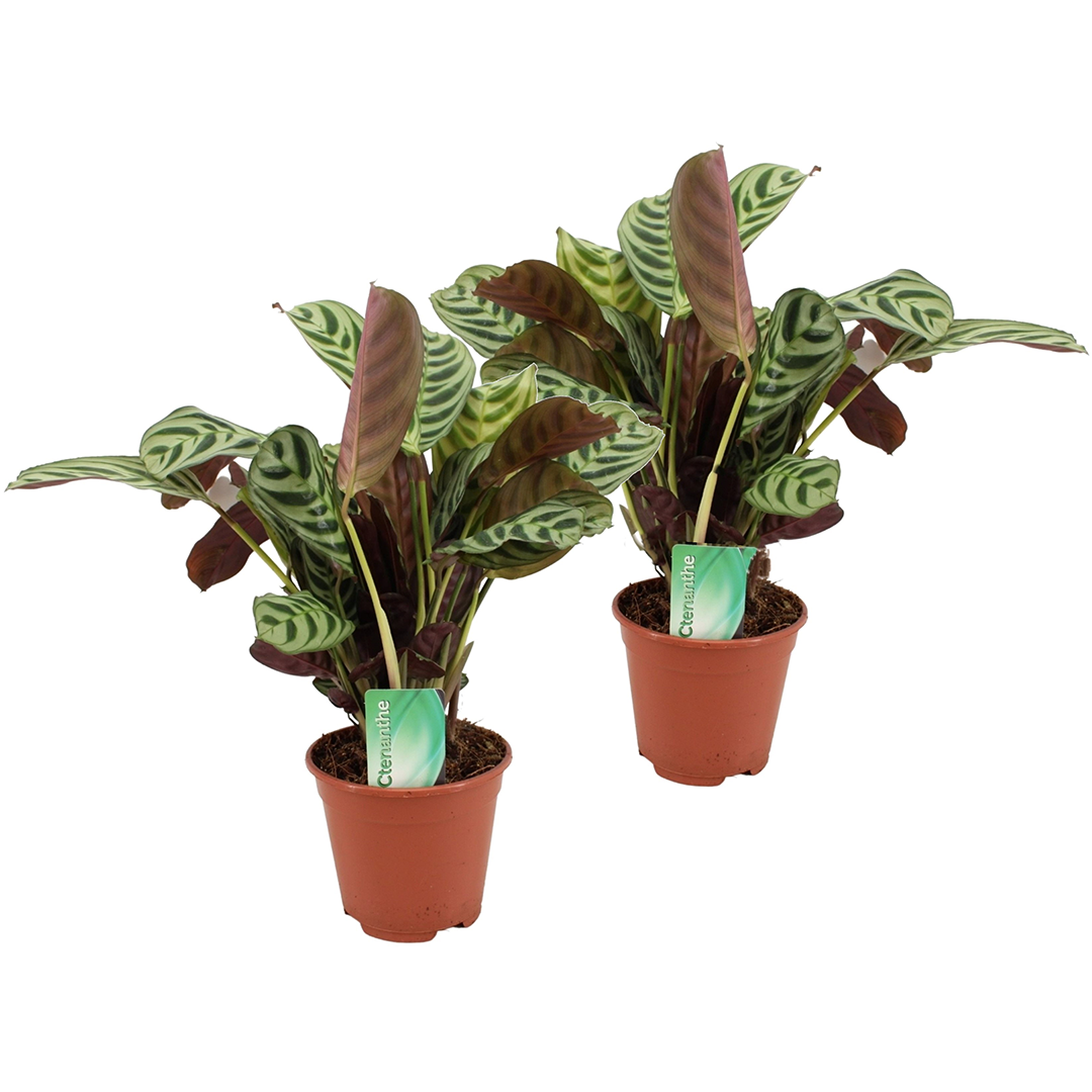 Planta De Oración - 2 Pzs - Ctenanthe 'burle-marxii' - Altura 30-40cm - ⌀14cm
