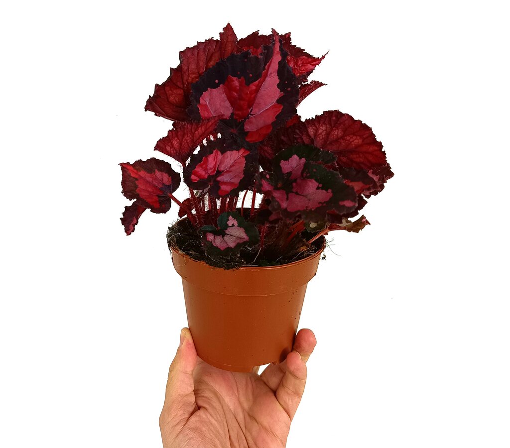 Begonia Beleaf M12_0